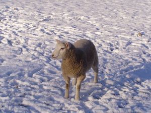 041229_lamb.jpg