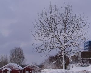 050215_snowtree.jpg