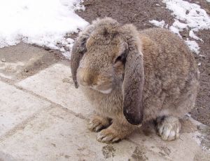 050228_bunny.jpg