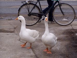 050228_geese.jpg