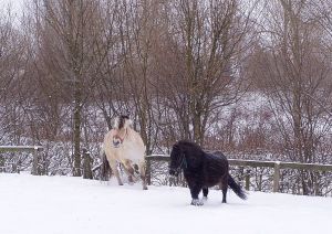 050302_horses.jpg