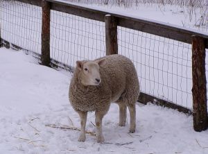 050302_lamb.jpg