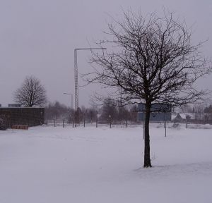 050302_snowtree.jpg