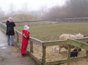 050323_photosheep.jpg