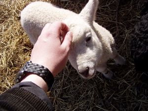 050329_cuddlelamb.jpg