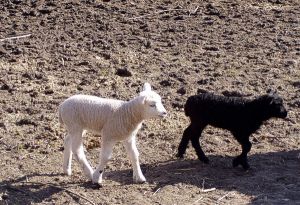 050329_lambs1.jpg