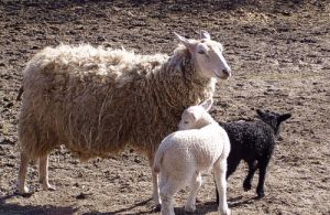 050329_lambs2.jpg