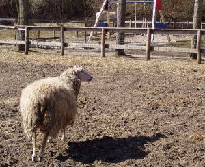 050401_sheep.jpg