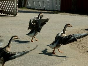 050826_ducks.jpg