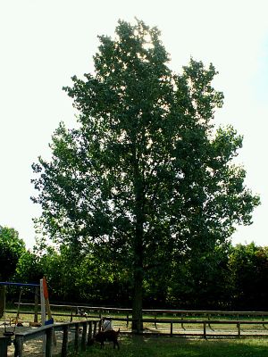 050913_treeshade.jpg