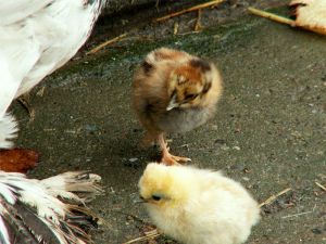 050928_chickens1.jpg