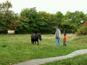 051003_horses1.jpg