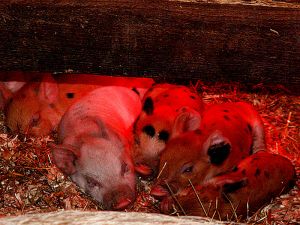 051007_piglets.jpg