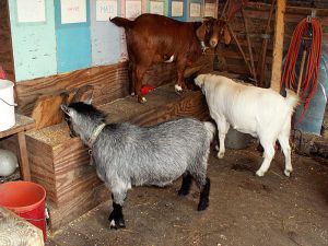 051024_goats1.jpg