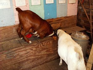 051024_goats2.jpg