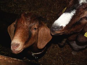 051025_goats1.jpg