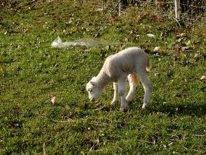 051115_lamb.jpg