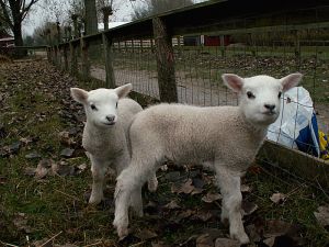 051122_lambs2.jpg