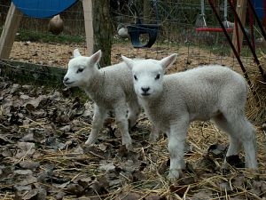 051122_lambs4.jpg