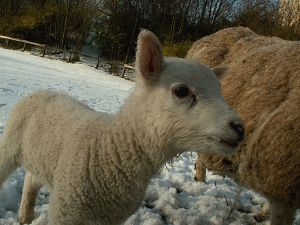 051128_lambs4.jpg