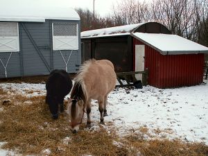 051227_horses.jpg