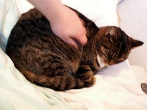 060101_catcuddle2.jpg