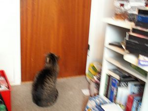 060101_catdoor1.jpg