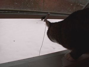 060101_catsnow.jpg