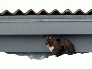 060107_catroof.jpg