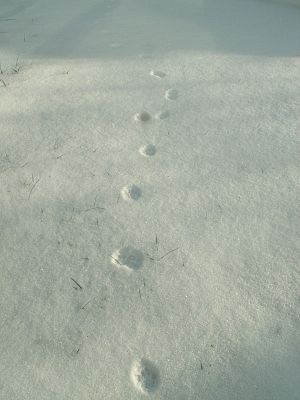 060122_snowprints.jpg
