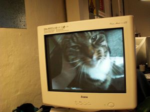 060125_catmoviework.jpg