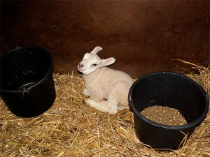 060203_newlamb.jpg