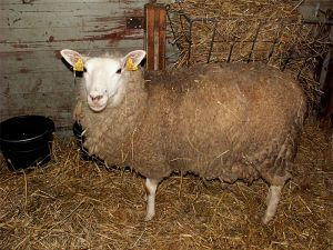 060203_newmothersheep.jpg