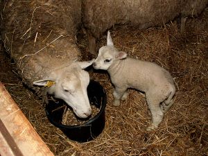 060204_newlamb2.jpg