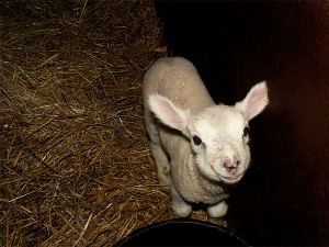 060204_newlamb3.jpg