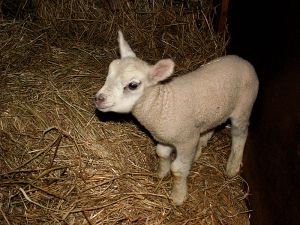 060204_newlamb4.jpg