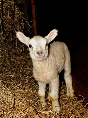 060204_newlamb5.jpg