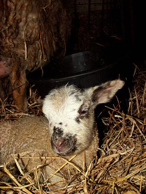 060206_lamb.jpg