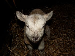 060207_lamb1.jpg