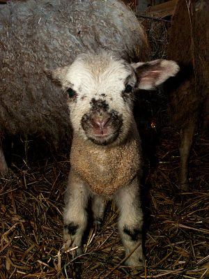 060207_lamb2.jpg