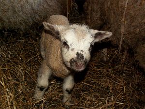 060207_lamb3.jpg