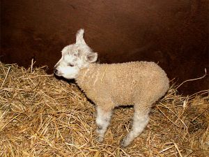 060207_lamb4.jpg