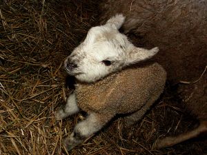 060207_lamb5.jpg