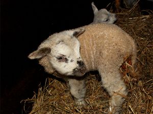 060207_lamb6.jpg