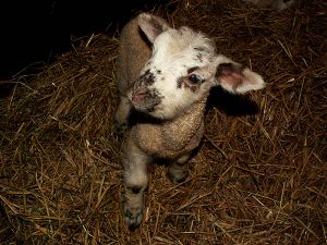 060207_lamb7.jpg