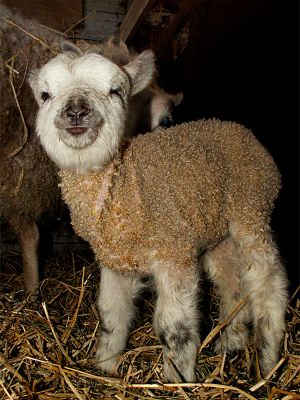 060207_lambsmile2.jpg