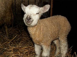 060207_lambsmile3.jpg