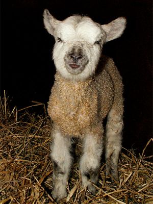 060207_lambsmile4.jpg