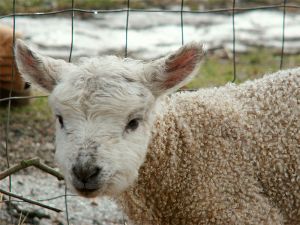 060208_lamb1.jpg