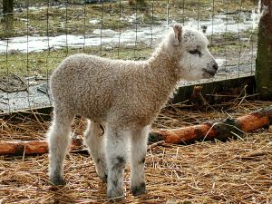 060208_lamb2.jpg